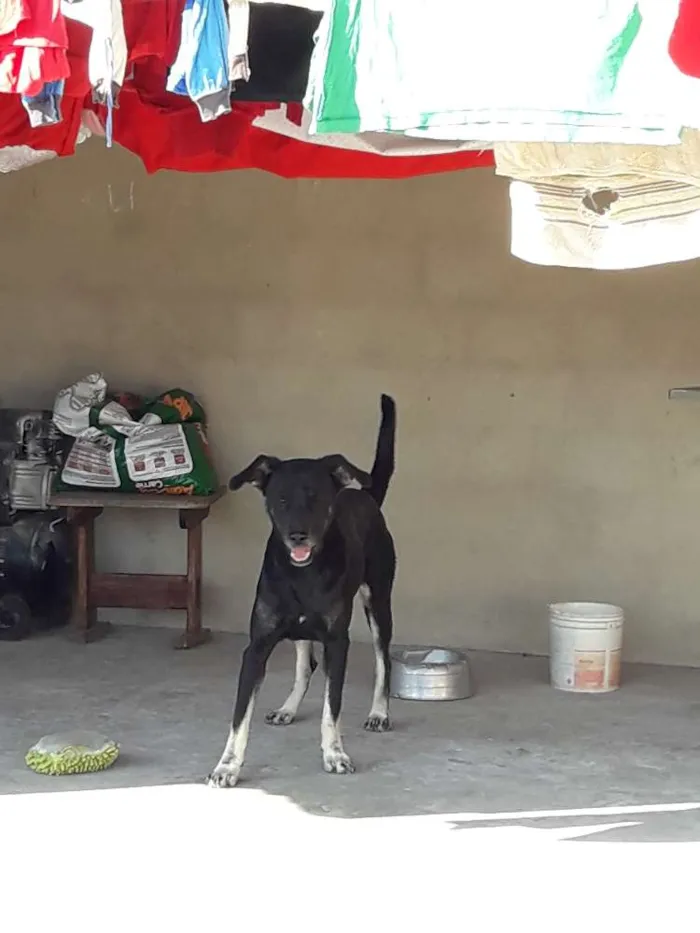 Cachorro ra a Desconhecida  idade 2 a 6 meses nome Simey