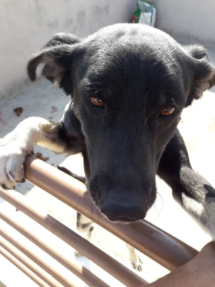 Cachorro ra a Desconhecida  idade 2 a 6 meses nome Simey
