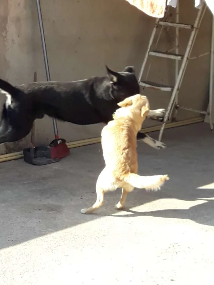 Cachorro ra a Desconhecida  idade 2 a 6 meses nome Simey