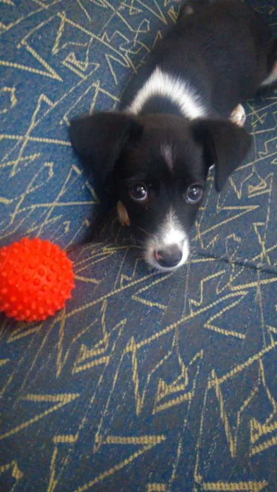 Cachorro ra a Vira Lata idade 2 a 6 meses nome Merida