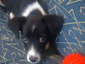 Cachorro raça Vira Lata idade 2 a 6 meses nome Merida
