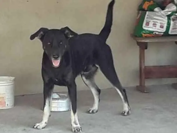 Cachorro ra a Desconhecida  idade 2 a 6 meses nome Simey