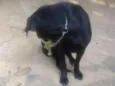 Negha