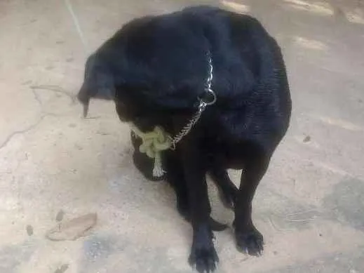 Cachorro ra a Vira lata  idade 4 anos nome Negha