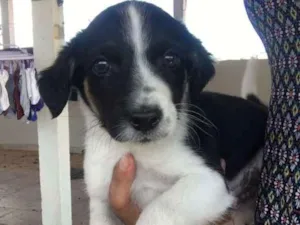 Cachorro raça Ñ definida idade Abaixo de 2 meses nome Filhotes 