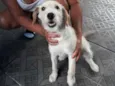ted