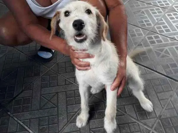 Cachorro ra a SRD idade 1 ano nome ted
