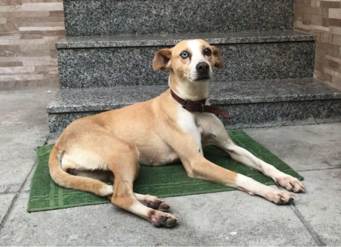 Cachorro ra a Vira-Lata idade 1 ano nome Brasil