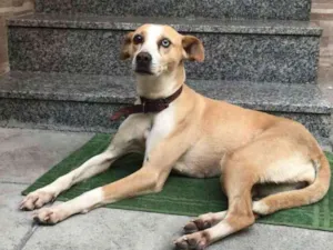 Cachorro raça Vira-Lata idade 1 ano nome Brasil