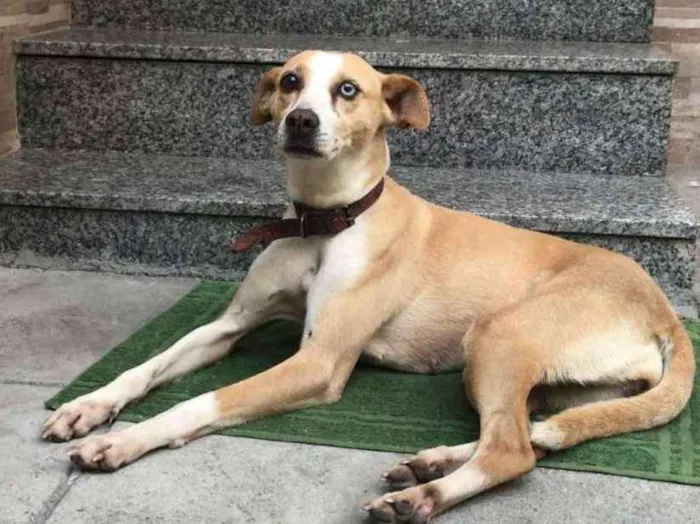 Cachorro ra a Vira-Lata idade 1 ano nome Brasil