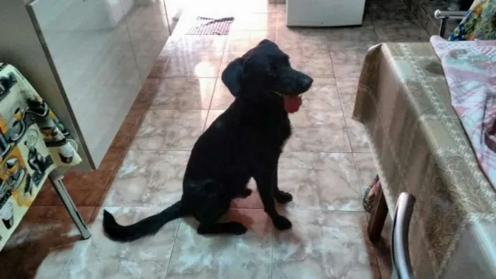 Cachorro raça Labrador idade 5 anos nome Lucky