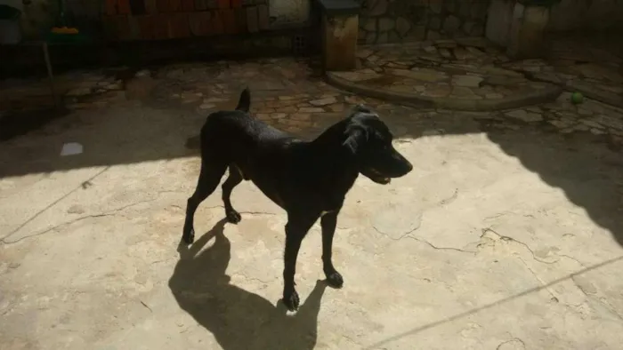 Cachorro raça Labrador idade 5 anos nome Lucky