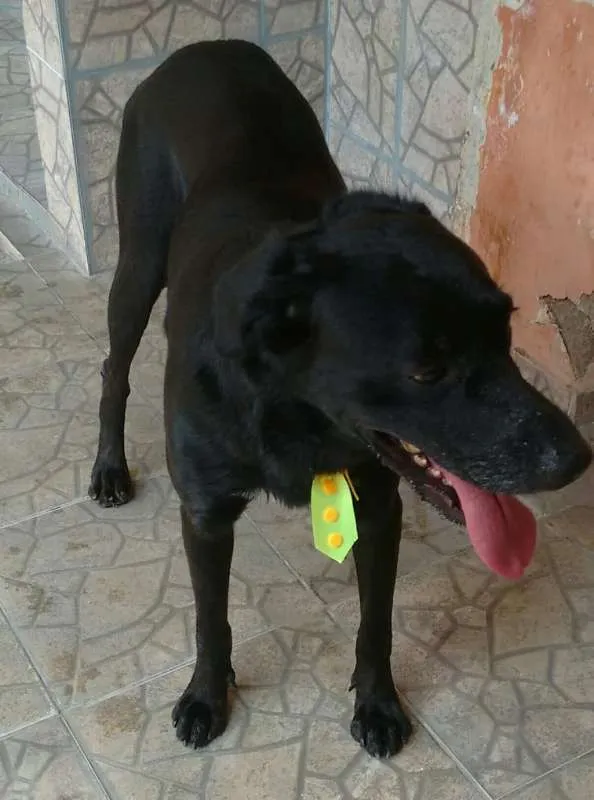 Cachorro raça Labrador idade 5 anos nome Lucky