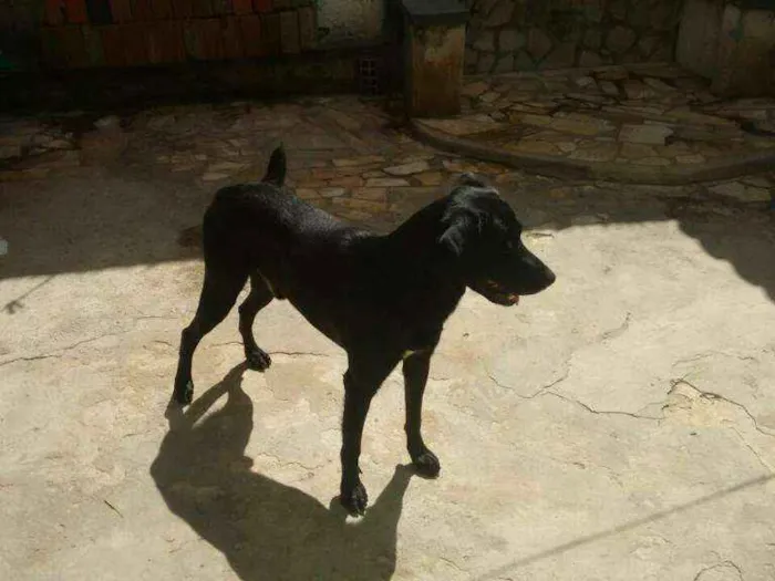 Cachorro raça Labrador idade 5 anos nome Lucky