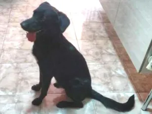 Cachorro raça Labrador idade 5 anos nome Lucky