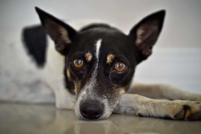 Cachorro ra a SRD idade 6 ou mais anos nome Zara Olívia