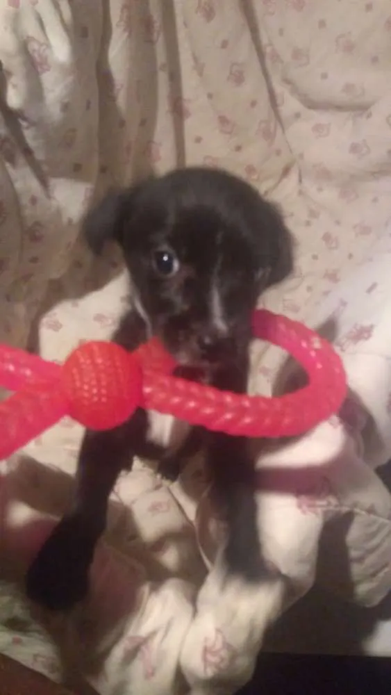 Cachorro ra a  idade 2 a 6 meses nome Filhotes 