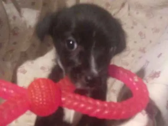 Cachorro ra a  idade 2 a 6 meses nome Filhotes 