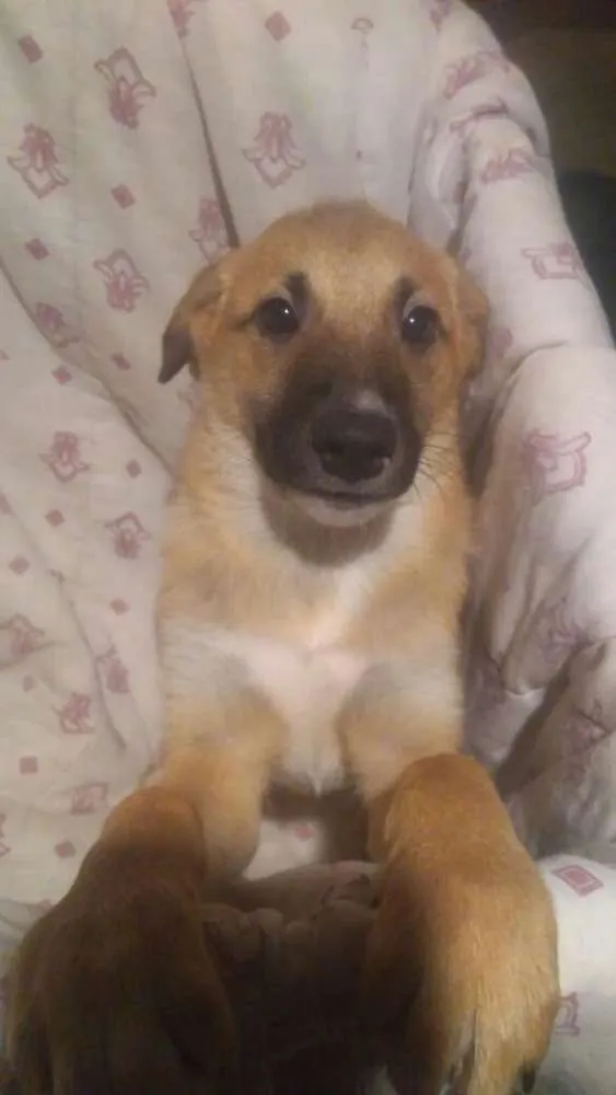 Cachorro ra a  idade 2 a 6 meses nome Filhotes 