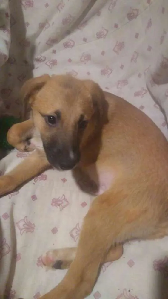 Cachorro ra a  idade 2 a 6 meses nome Filhotes 