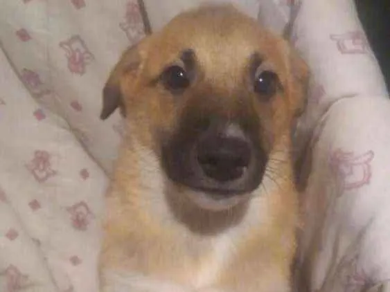 Cachorro ra a  idade 2 a 6 meses nome Filhotes 