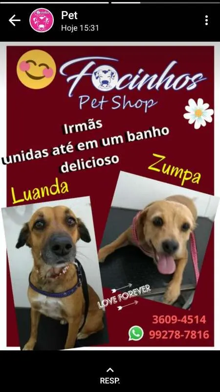 Cachorro ra a vira-lata idade 3 anos nome ZUMPA E LUANDA