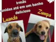 ZUMPA E LUANDA