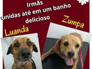 Cachorro raça vira-lata idade 3 anos nome ZUMPA E LUANDA