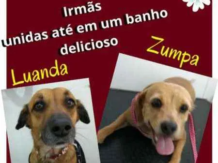 Cachorro ra a vira-lata idade 3 anos nome ZUMPA E LUANDA