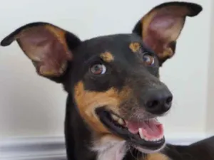 Cachorro raça SRD idade 4 anos nome Alma