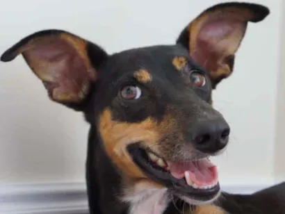 Cachorro raça SRD idade 4 anos nome Alma