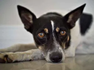 Cachorro raça SRD idade 6 ou mais anos nome Zara Olívia