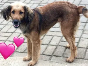 Cachorro raça SRD idade 1 ano nome Janis 