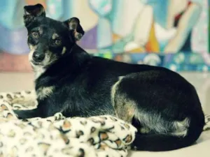 Cachorro raça SRD idade 4 anos nome Guri