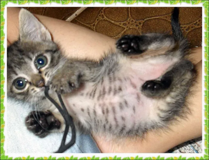 Gato ra a SRD idade 2 a 6 meses nome Lírio