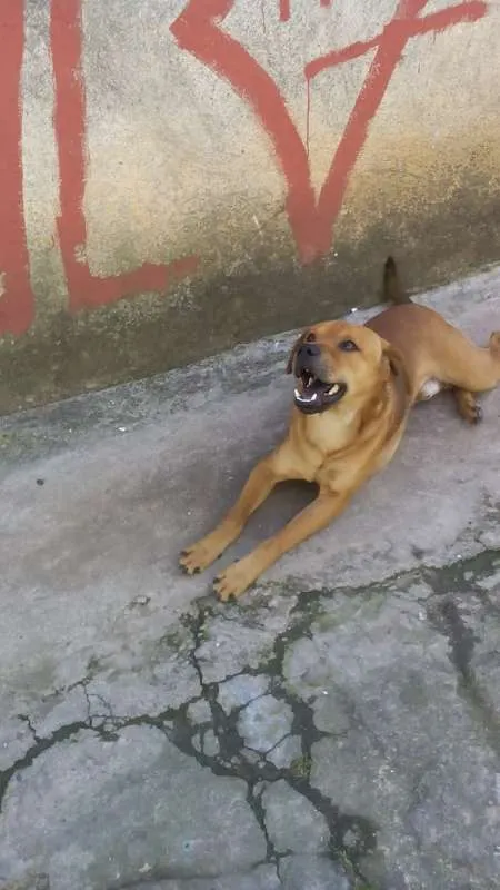 Cachorro ra a SRD idade 5 anos nome Caramelo