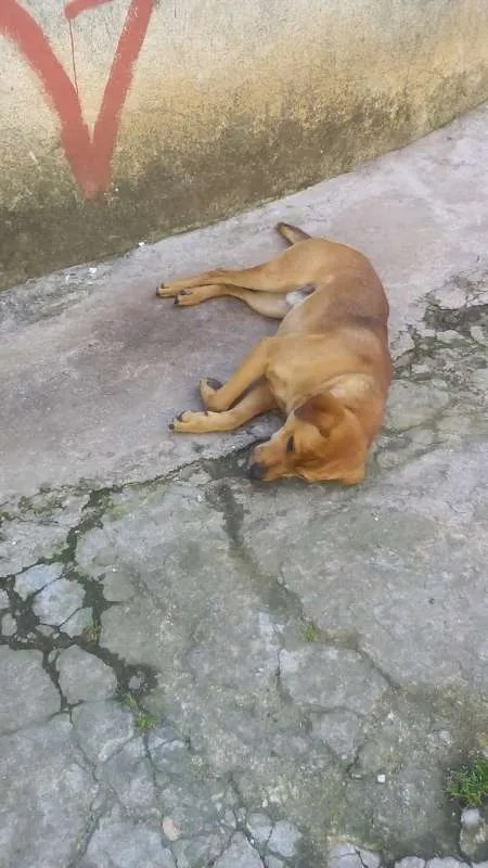 Cachorro ra a SRD idade 5 anos nome Caramelo