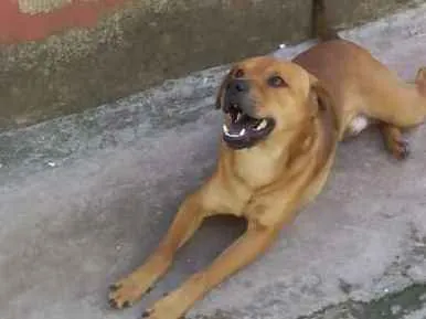 Cachorro ra a SRD idade 5 anos nome Caramelo