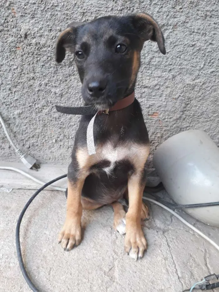 Cachorro raça Srd idade 2 a 6 meses nome Ainda não tem nome
