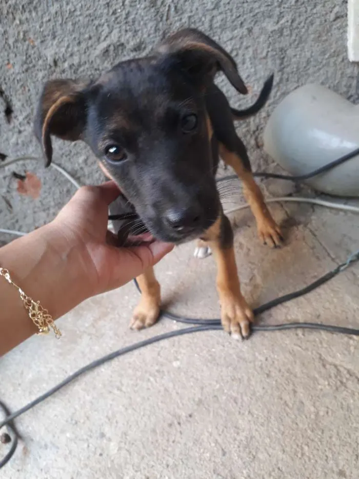 Cachorro raça Srd idade 2 a 6 meses nome Ainda não tem nome