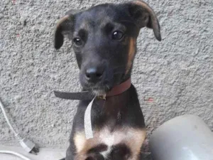 Cachorro raça Srd idade 2 a 6 meses nome Ainda não tem nome