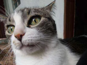 Gato raça Sem raça idade 6 ou mais anos nome Safira
