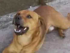 Cachorro ra a SRD idade 5 anos nome Caramelo