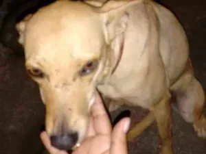 Cachorro raça SRD idade 4 anos nome MEL