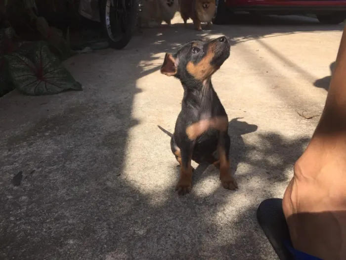 Cachorro ra a Não sei  idade 2 a 6 meses nome Joana