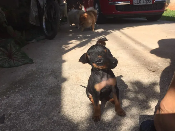 Cachorro ra a Não sei  idade 2 a 6 meses nome Joana