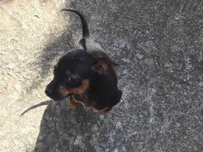 Cachorro ra a Não sei  idade 2 a 6 meses nome Joana