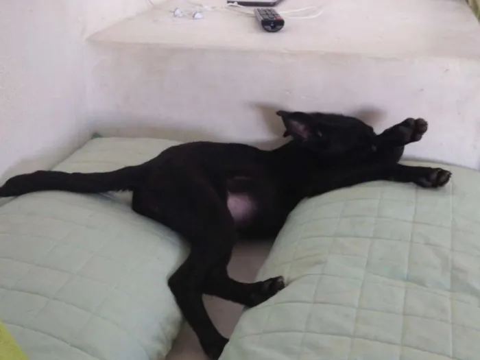 Cachorro ra a Sem raça definida  idade 2 a 6 meses nome Sem nome