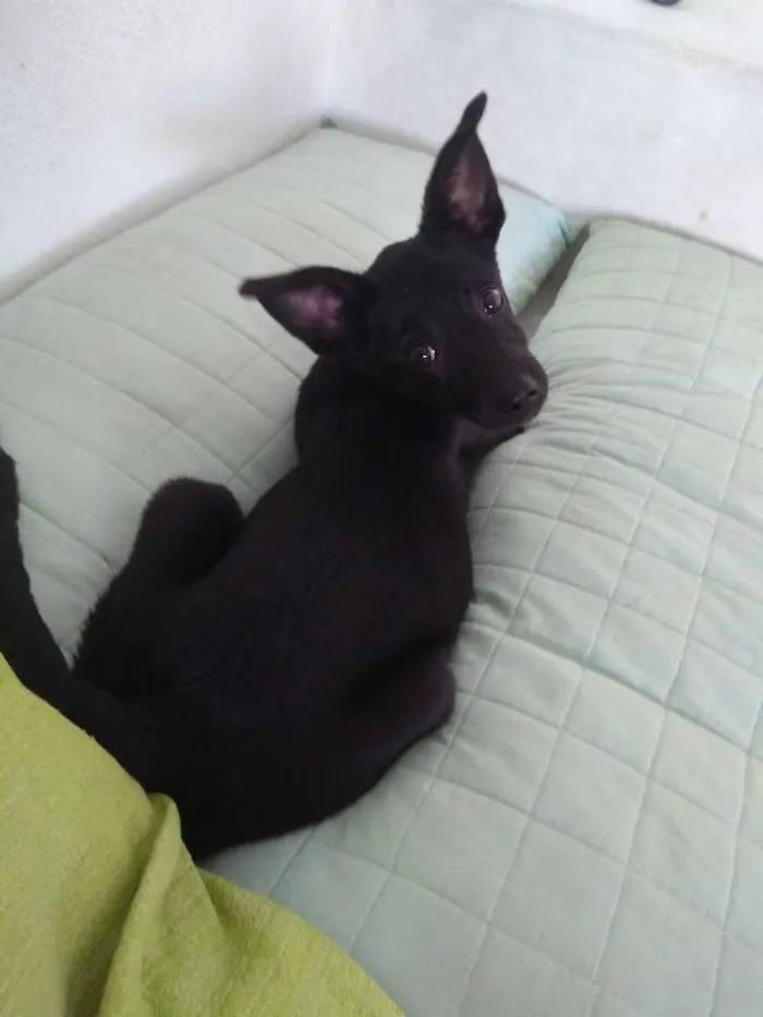 Cachorro ra a Sem raça definida  idade 2 a 6 meses nome Sem nome