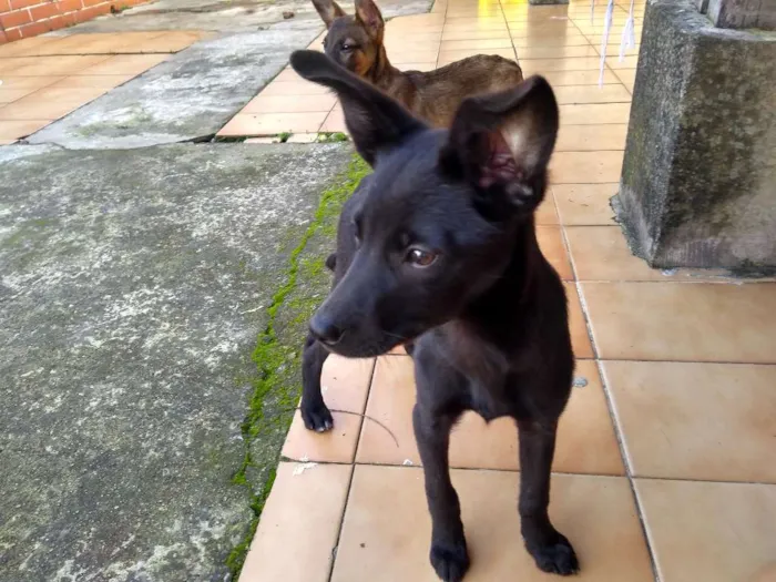 Cachorro ra a Sem raça definida  idade 2 a 6 meses nome Sem nome